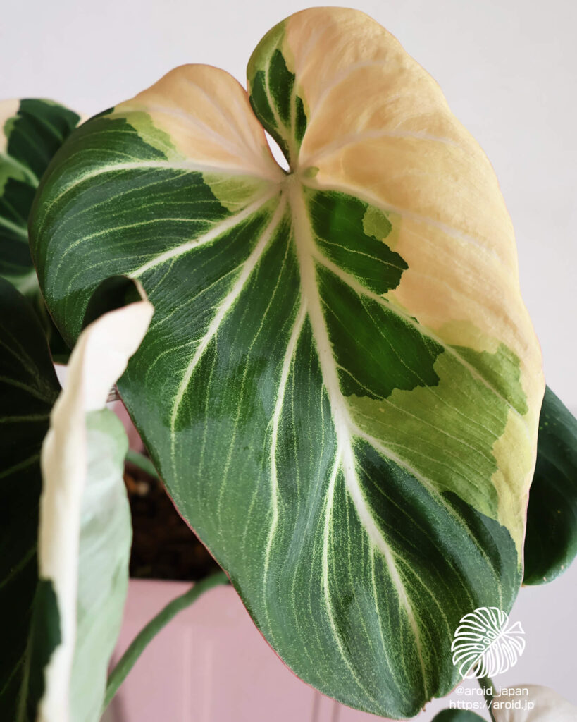 グロリオーサム ブライトエッジ（Philodendron gloriosum ‘Bright Edge’）