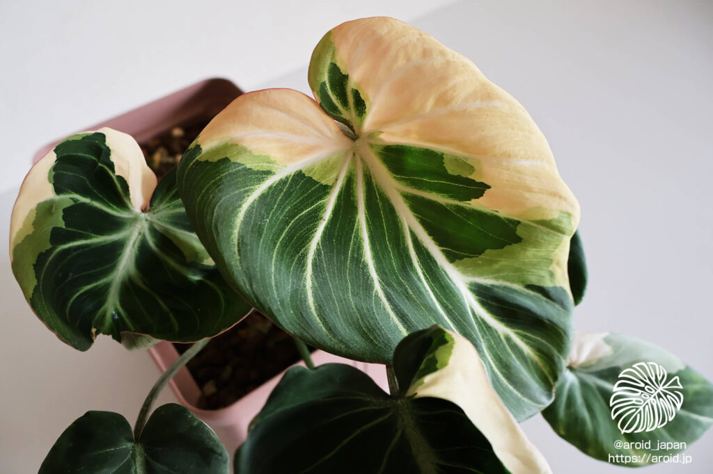 グロリオーサム ブライトエッジ（Philodendron gloriosum ‘Bright Edge’）