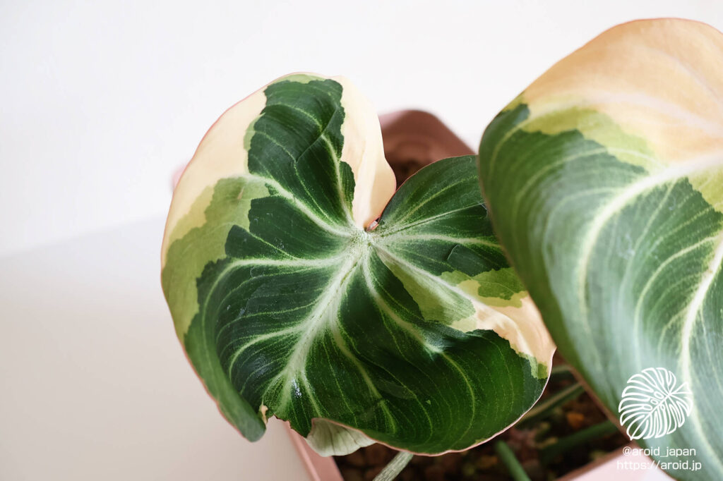 グロリオーサム ブライトエッジ（Philodendron gloriosum ‘Bright Edge’）