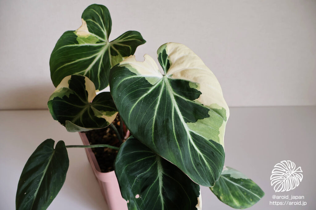 グロリオーサム ブライトエッジ（Philodendron gloriosum ‘Bright Edge’）