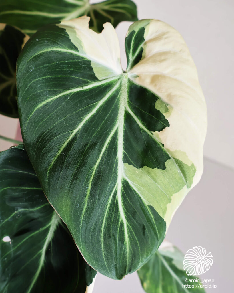 グロリオーサム ブライトエッジ（Philodendron gloriosum ‘Bright Edge’）