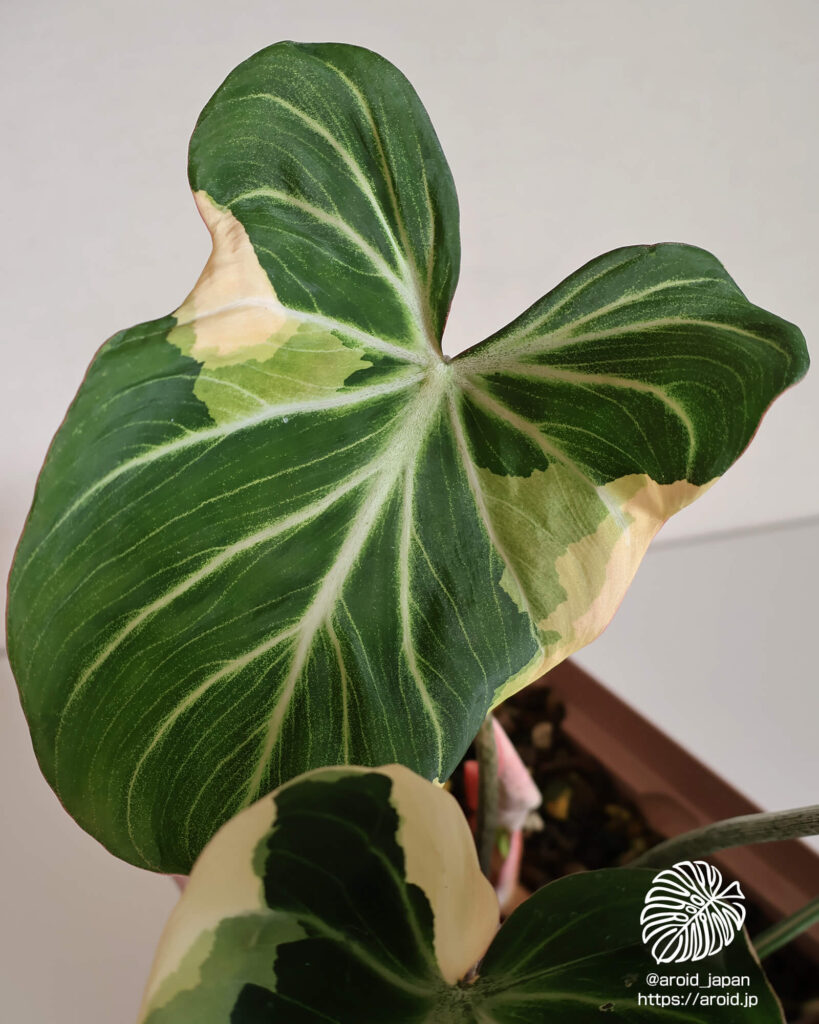 グロリオーサム ブライトエッジ（Philodendron gloriosum ‘Bright Edge’）