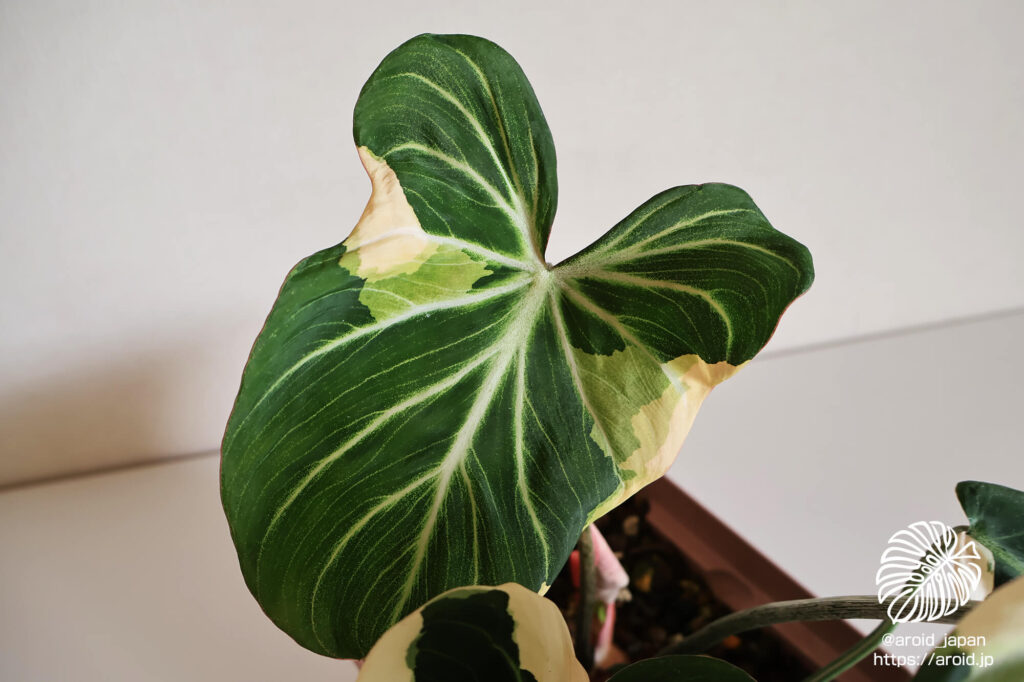 グロリオーサム ブライトエッジ（Philodendron gloriosum ‘Bright Edge’）